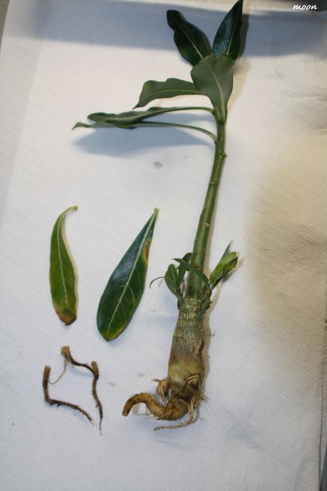adenium